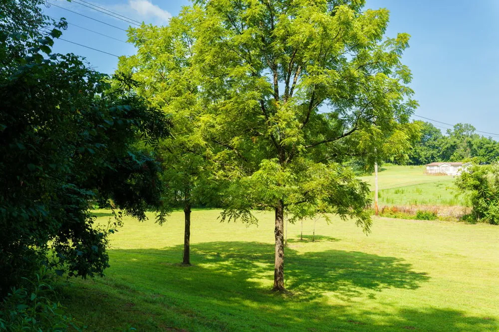 45 Green Cove Road Brasstown, NC 28902