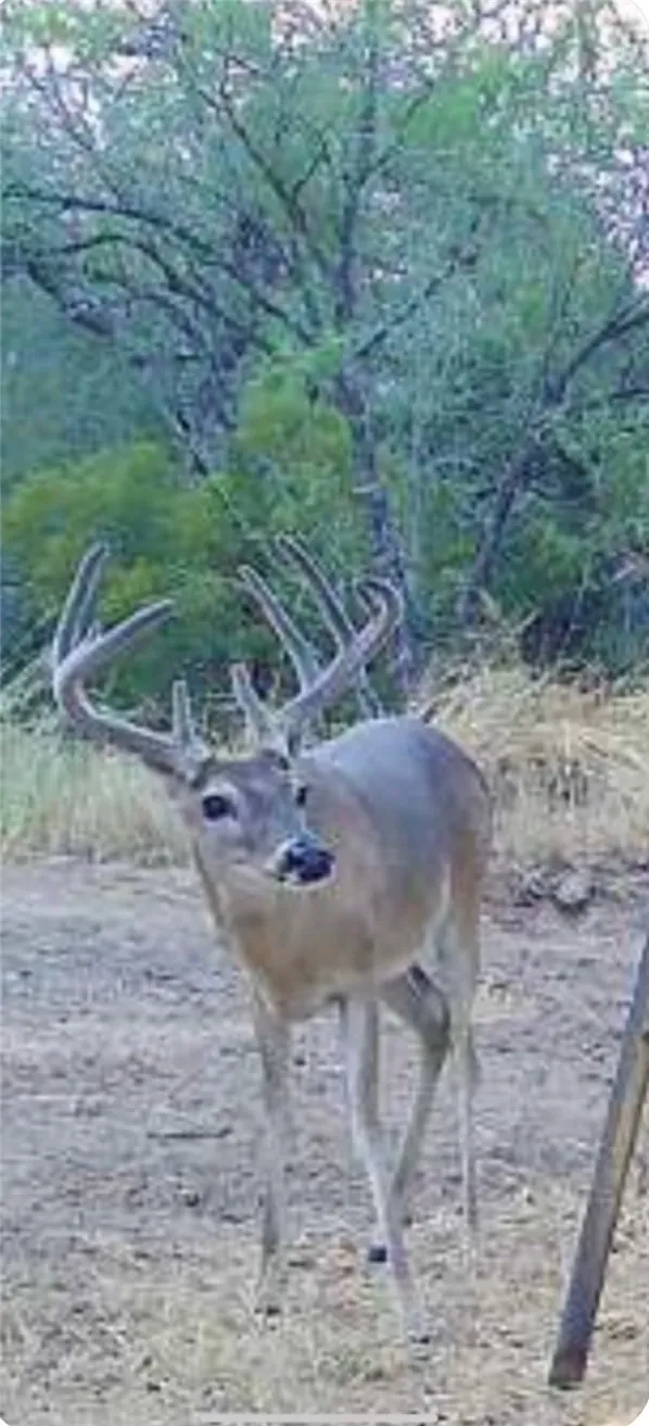 3355 Jim Brite Rd Pleasanton, TX 78064