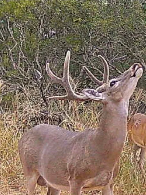 3355 Jim Brite Rd Pleasanton, TX 78064