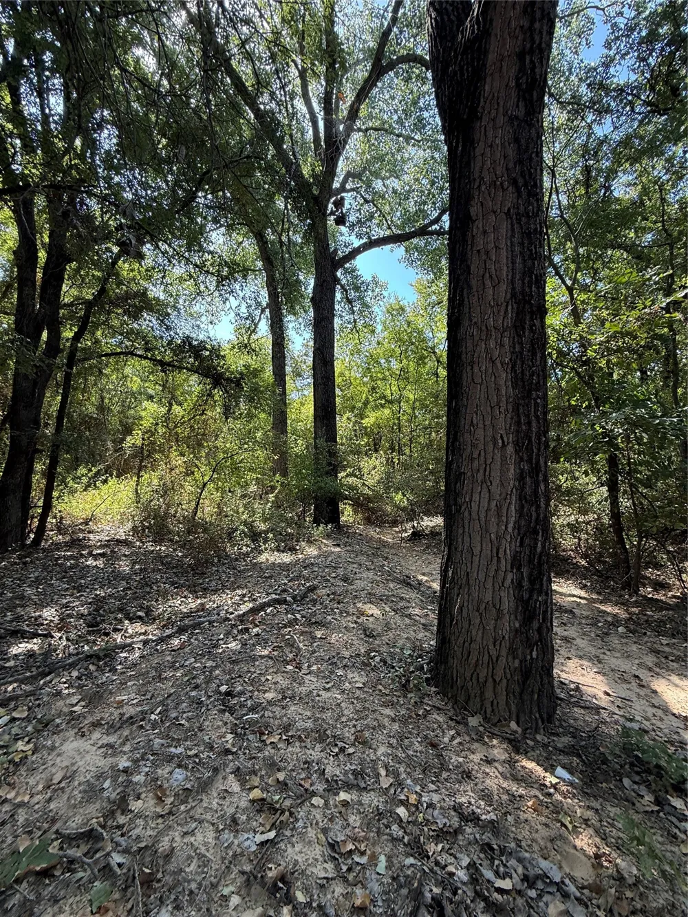 2181 Fm 1476 Dublin, TX 76446