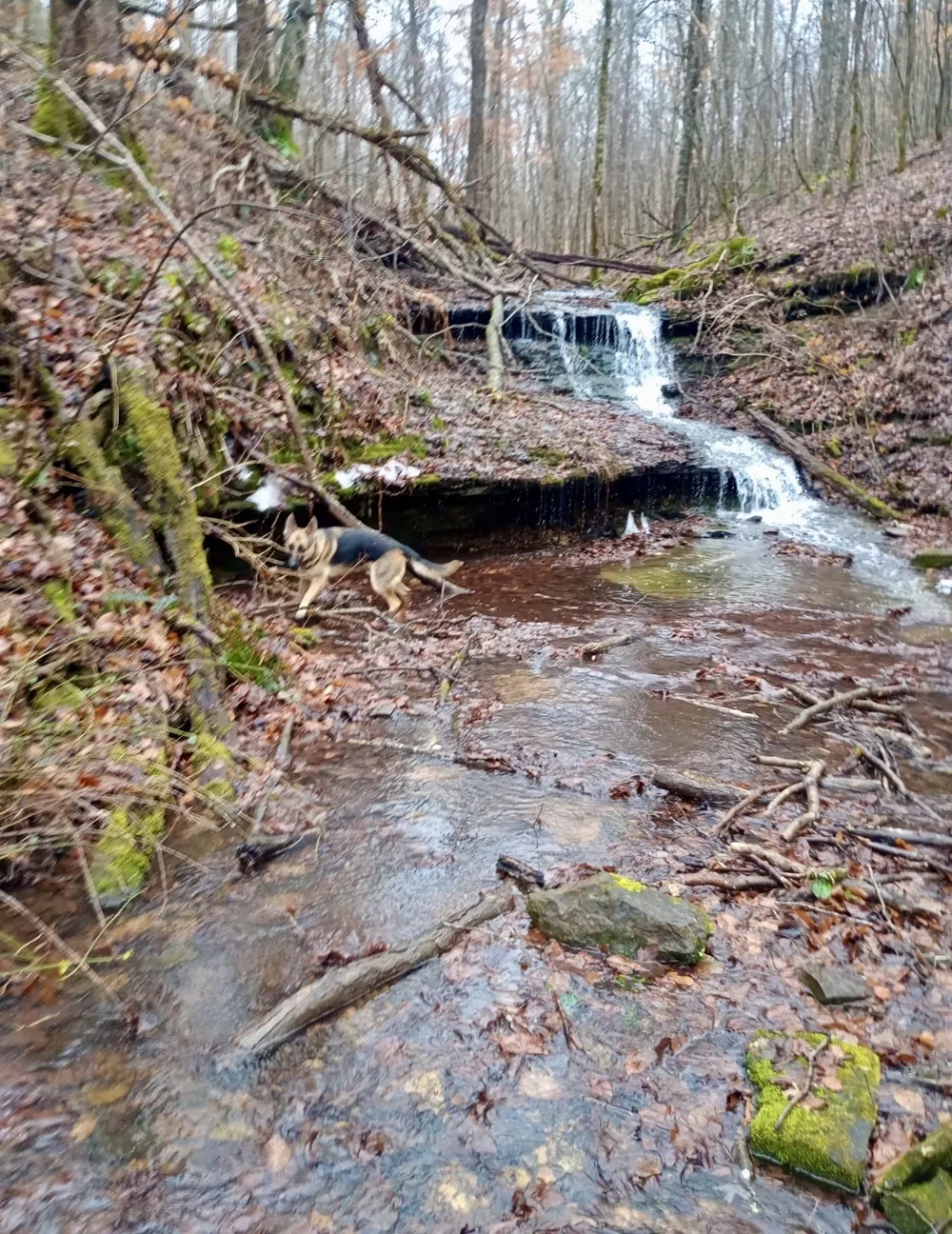 2280 Big Opossum Creek Rd Linden, TN 37096