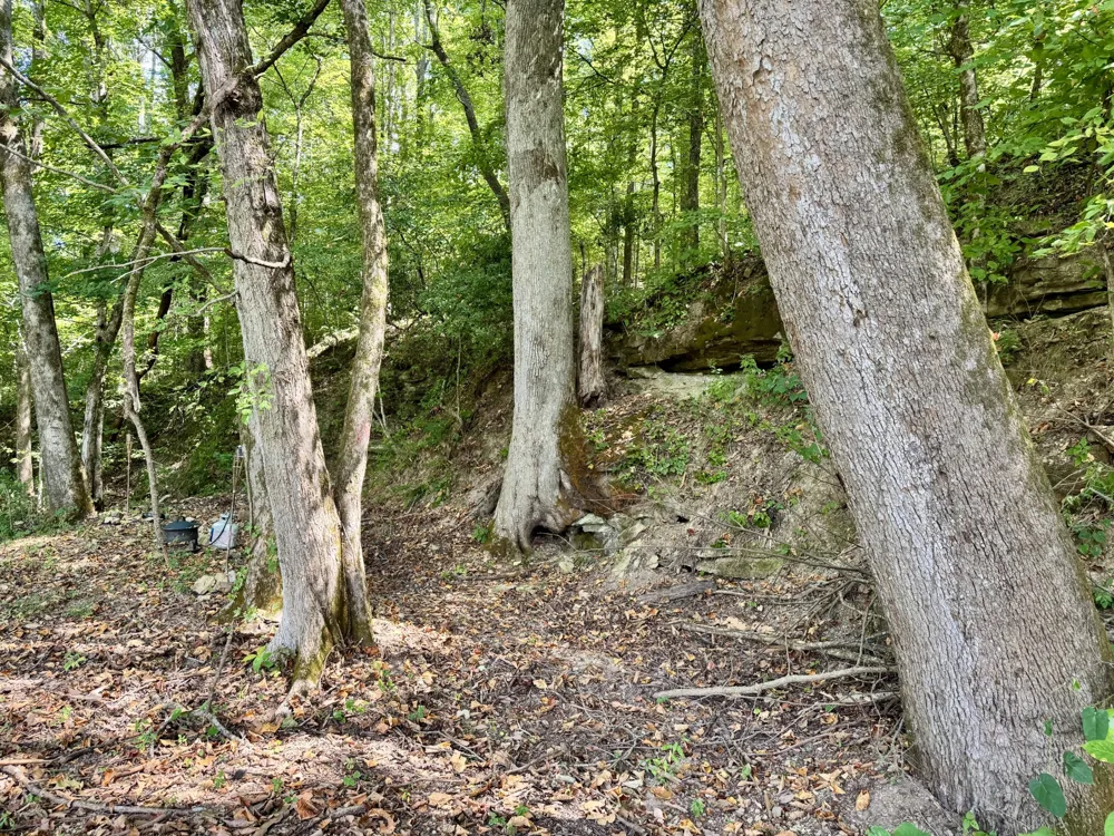 2280 Big Opossum Creek Rd Linden, TN 37096