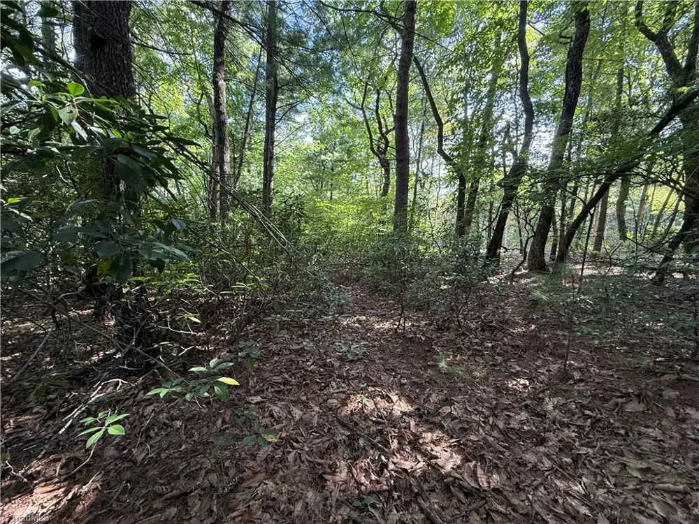Lot 119 Rich Pine Drive Purlear, NC 28665