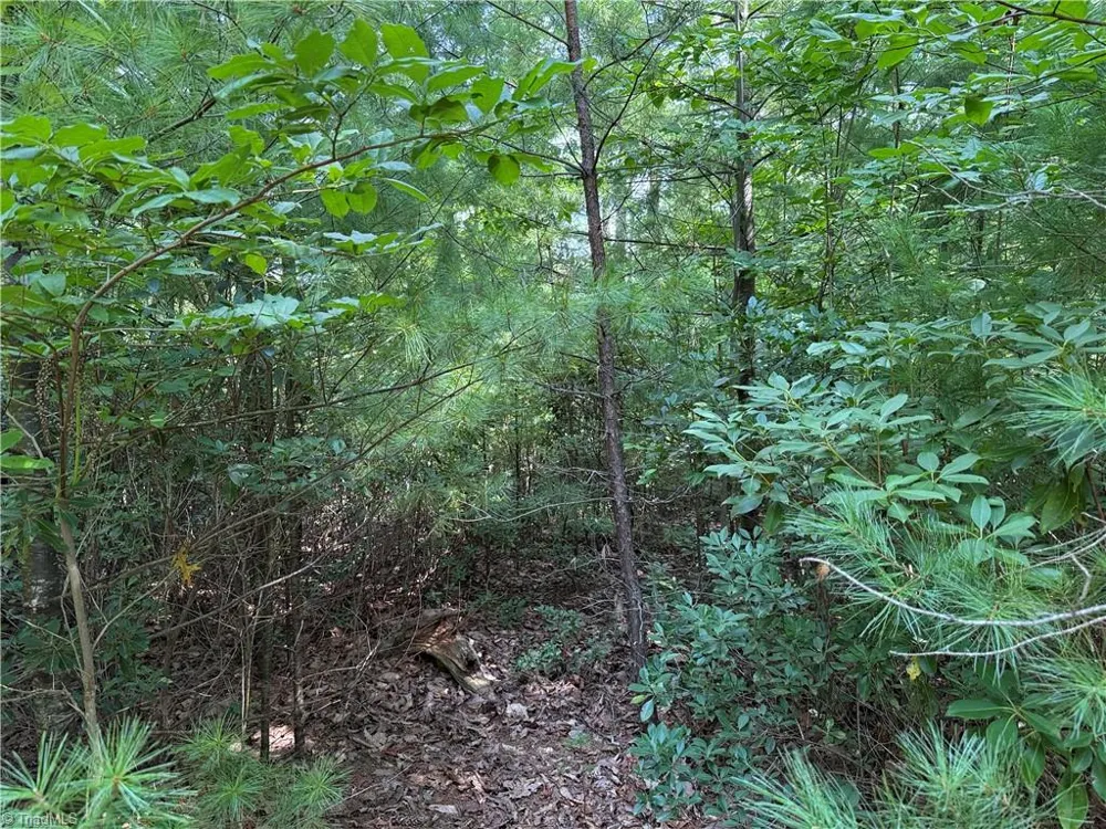 Lot 119 Rich Pine Drive Purlear, NC 28665