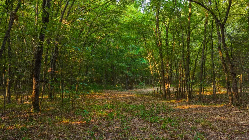 230 COUNTY ROAD 2434 Sulphur Springs, TX 75482