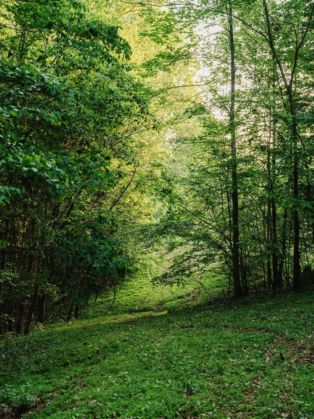 1647 Groveland Ridge Rd Columbia, TN 38401