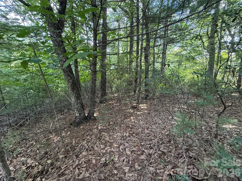 TBD Rich Pine Drive #119 Purlear, NC 28665