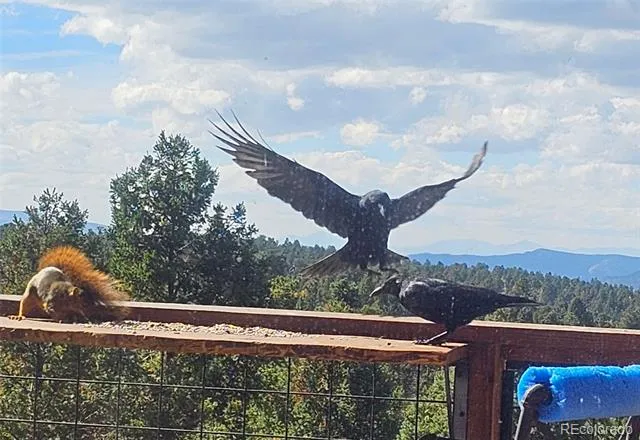 87 Bonanza Circle Florissant, CO 80816