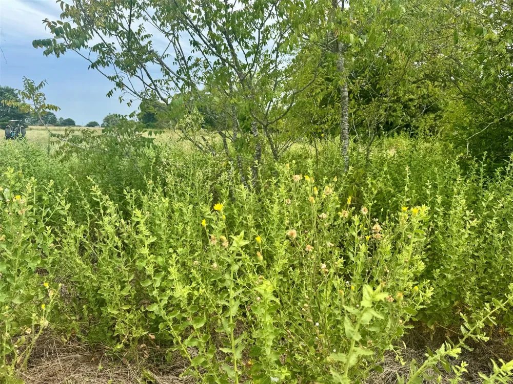 Fm 227 E Grapeland, TX 75844