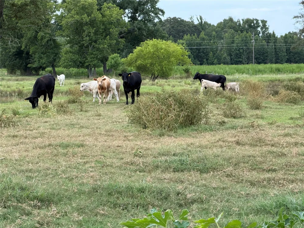 225 Farm to Market Rd 21 Pittsburg, TX 75686
