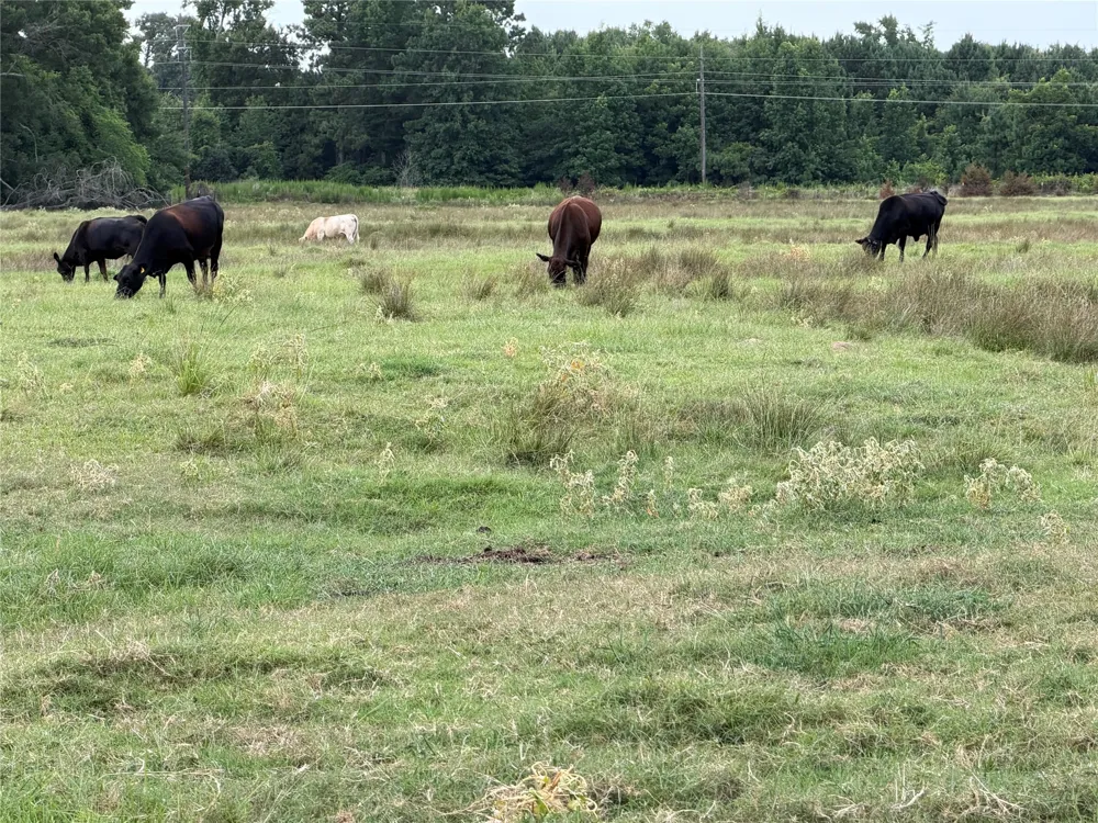 225 Farm to Market Rd 21 Pittsburg, TX 75686