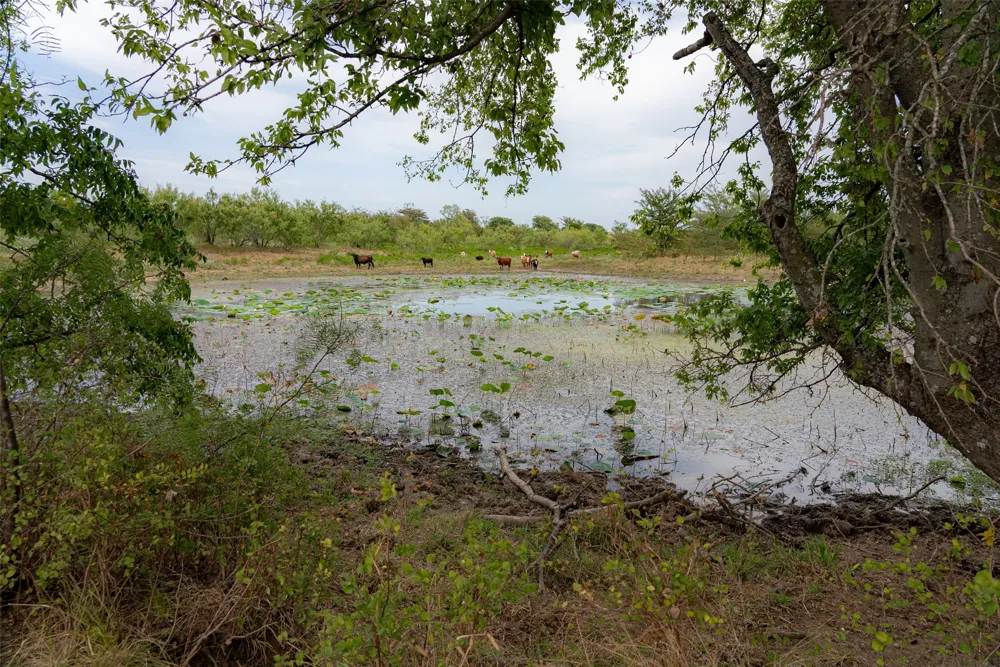 CR 2623 Wills Point, TX 75169