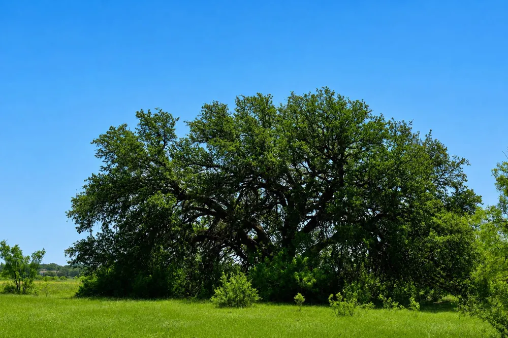 8228 US HWY 377 Rochelle, TX 76872