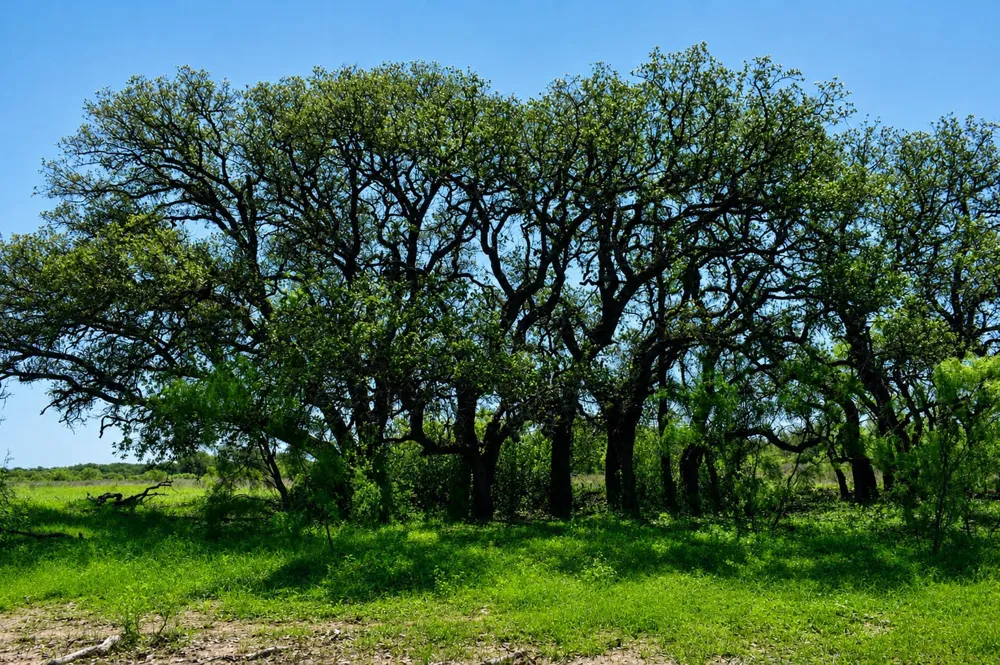 8228 US HWY 377 Rochelle, TX 76872