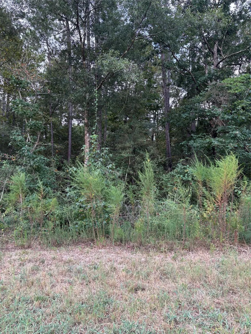 15223 Forest Grove Drive Willis, TX 77378