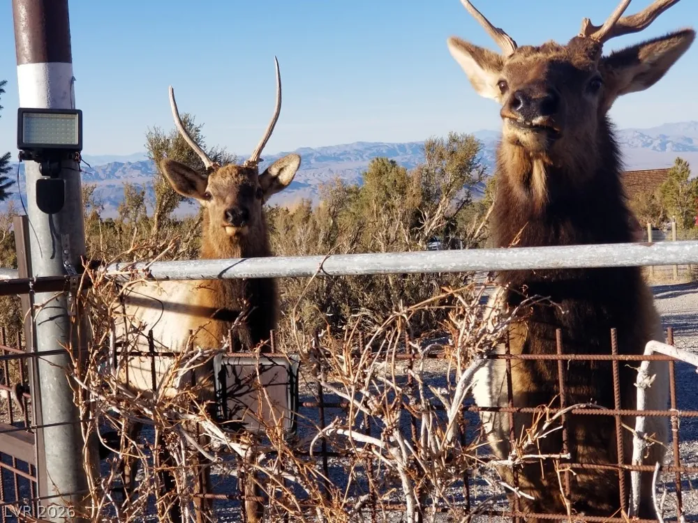 78 Pine Road Cold Creek, NV 89124