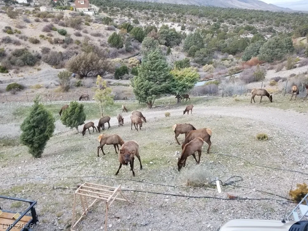 78 Pine Road Cold Creek, NV 89124
