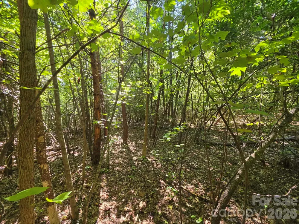 TBD Pinkwood Drive Rutherfordton, NC 28139