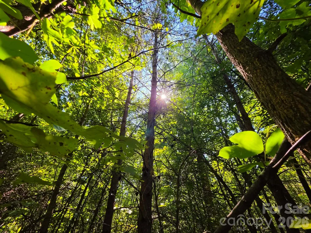 TBD Pinkwood Drive Rutherfordton, NC 28139