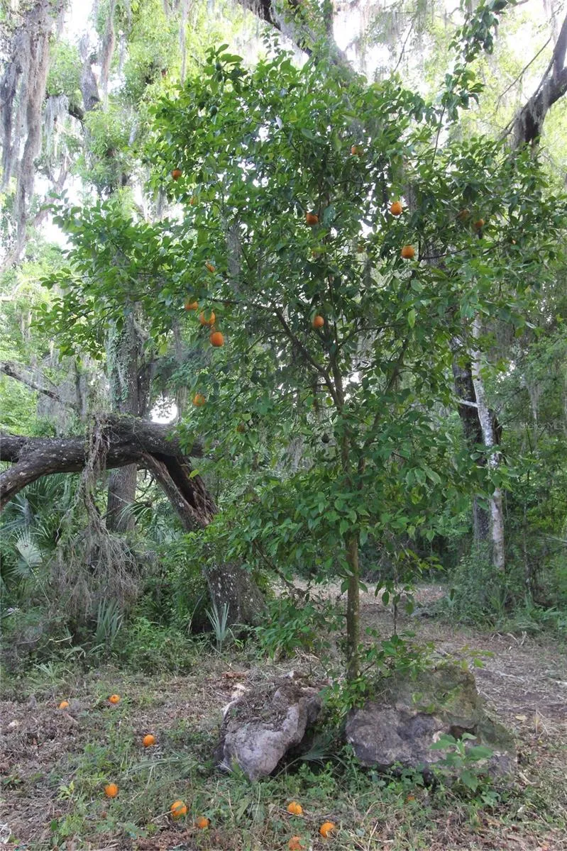 TBD CR 526 Sumterville, FL 33585