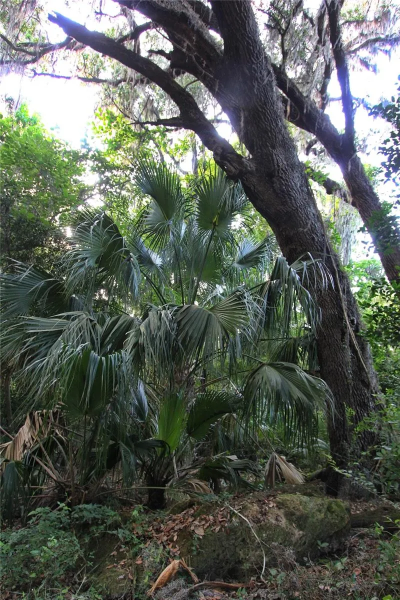 TBD CR 526 Sumterville, FL 33585