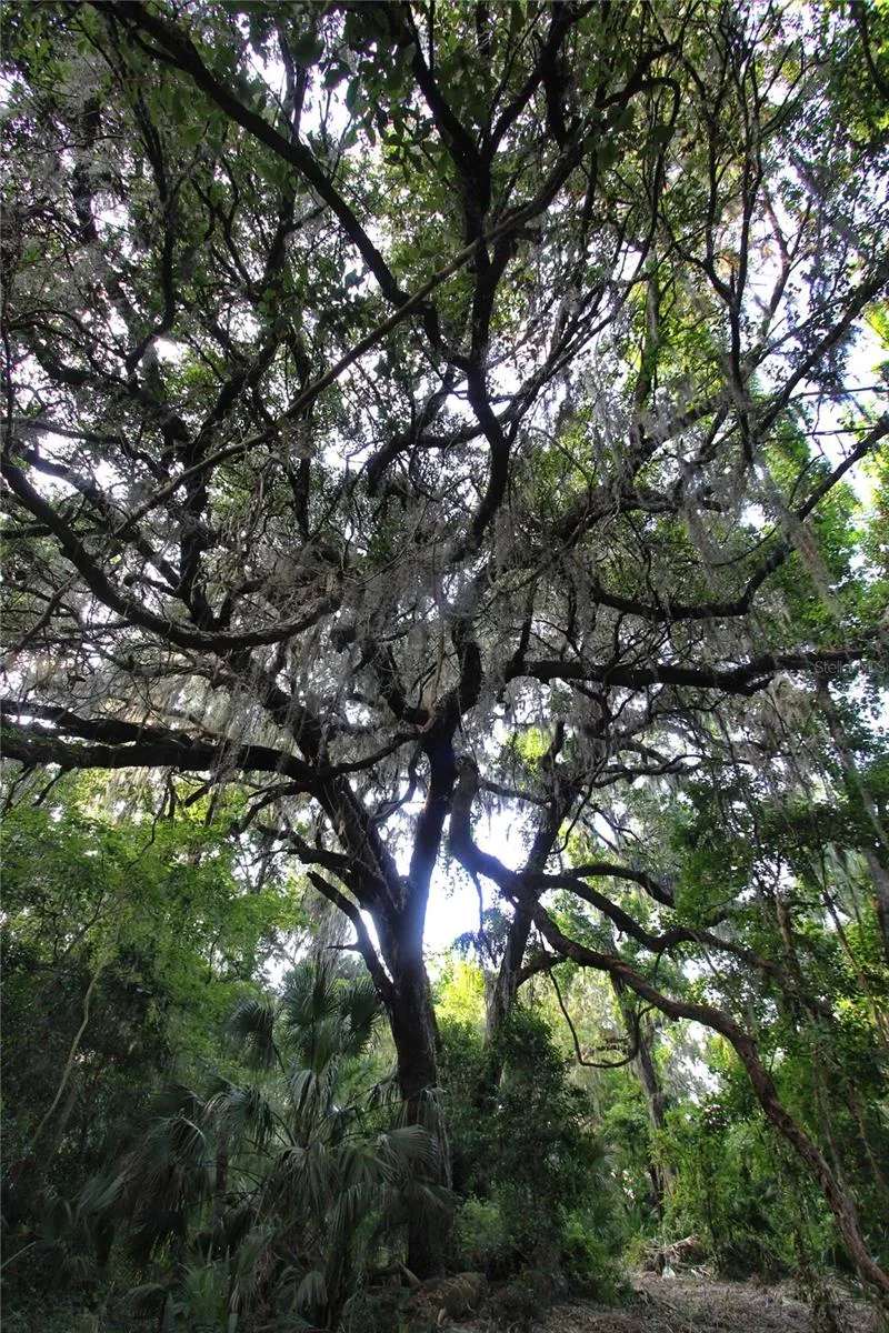 TBD CR 526 Sumterville, FL 33585