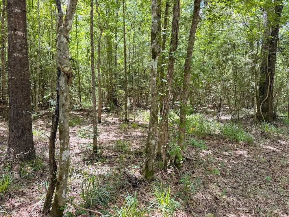 Fm 787 Cleveland, TX 77327