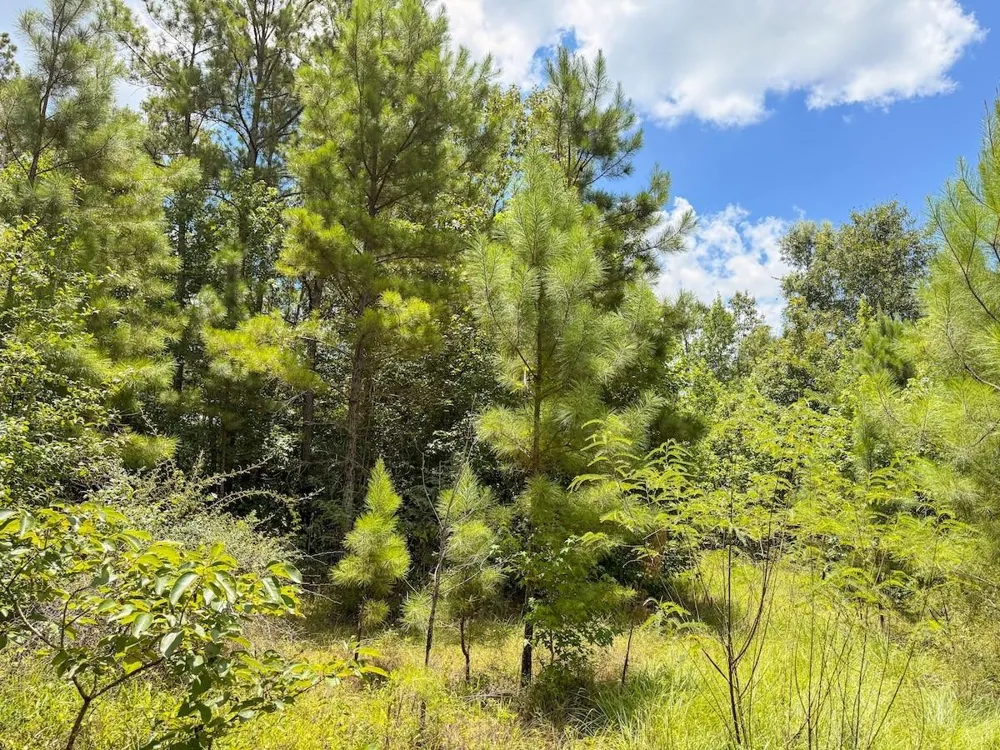 Fm 787 Cleveland, TX 77327
