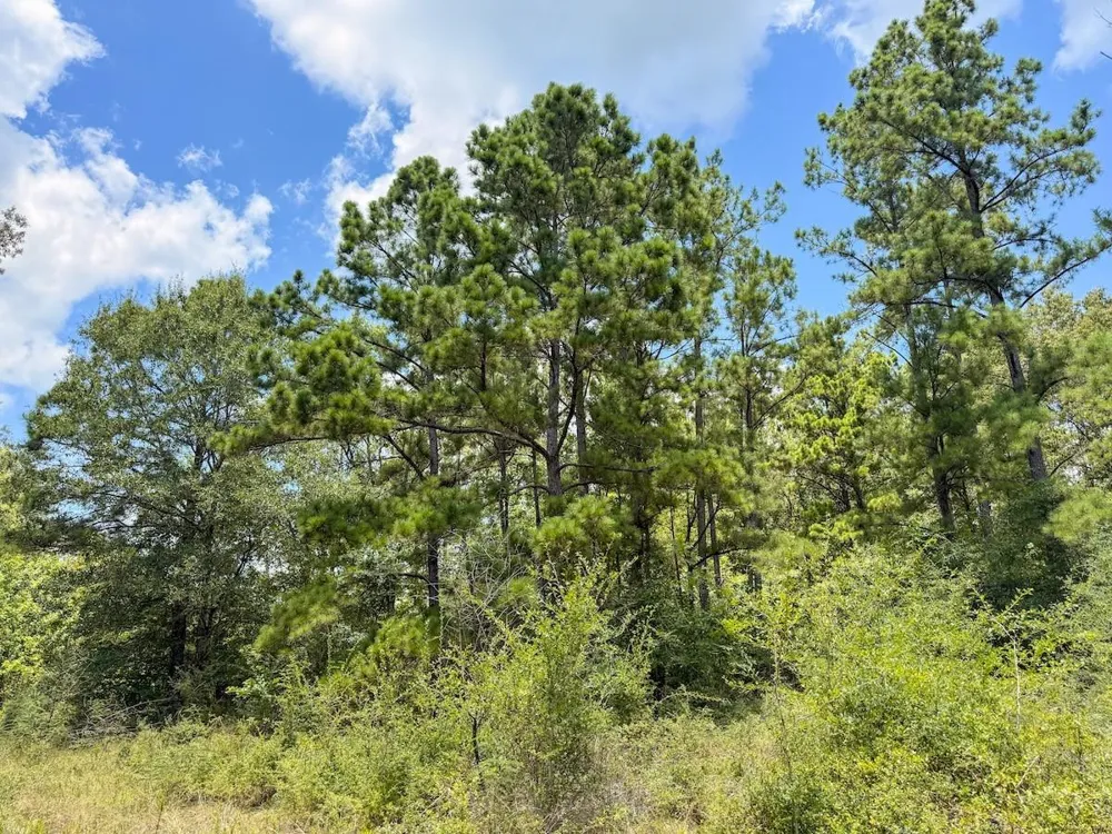 Fm 787 Cleveland, TX 77327