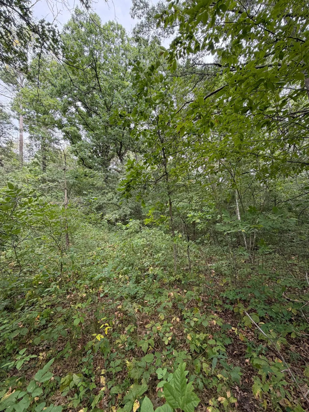 TBD 115th Street Amery, WI 54001