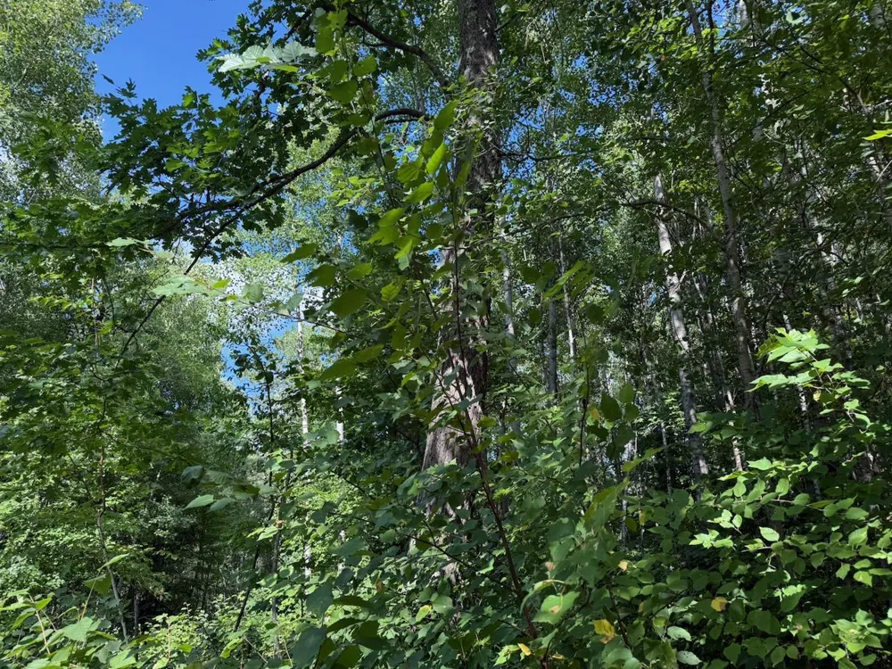4464 Highway 23 Holyoke, MN 55749