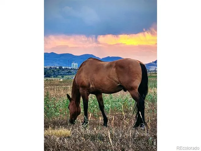 3631 County Road 19 Fort Collins, CO 80524