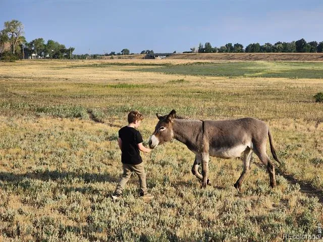 3631 County Road 19 Fort Collins, CO 80524