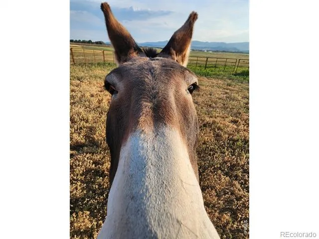 3631 County Road 19 Fort Collins, CO 80524