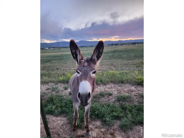 3625 County Road19 Fort Collins, CO 80524