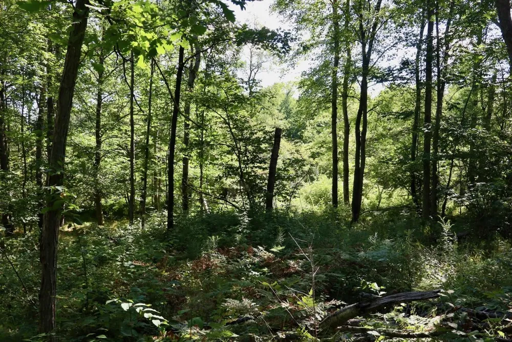 11276 Pine Grove Road NE Richland Township, MI 48891