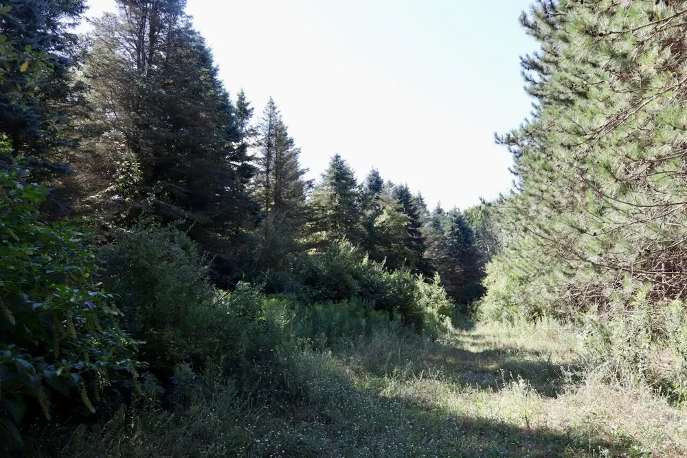 11276 Pine Grove Road NE Richland Township, MI 48891