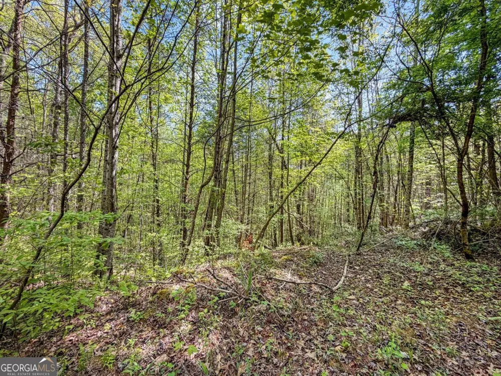 40 AC #2 Valley Lake RD Mineral Bluff, GA 30559