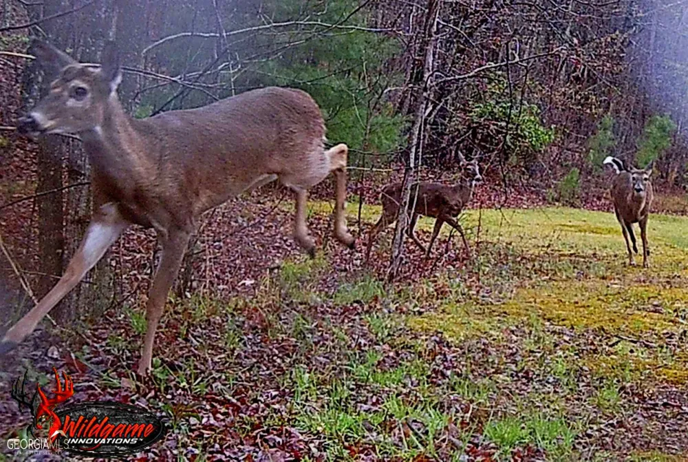 1994 Camp Creek RD Lakemont, GA 30552