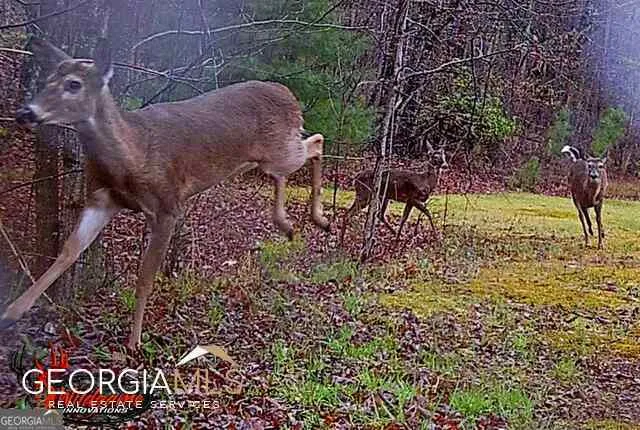 1994 Camp Creek RD Lakemont, GA 30552