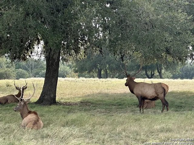TBD-LOT 42 Blackbuck Pipe Creek, TX 78063