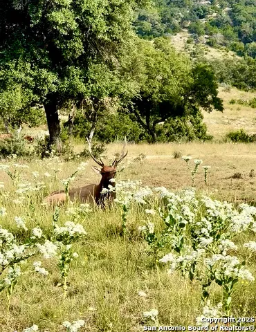 TBD-LOT 42 Blackbuck Pipe Creek, TX 78063