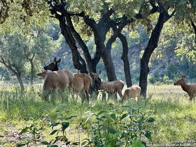 TBD-LOT 42 Blackbuck Pipe Creek, TX 78063