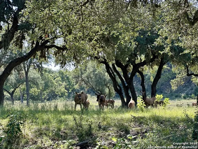 TBD-LOT 42 Blackbuck Pipe Creek, TX 78063