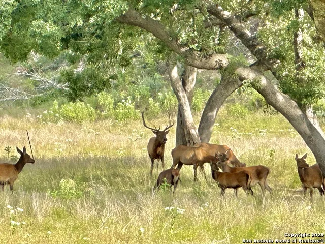 TBD-LOT 42 Blackbuck Pipe Creek, TX 78063