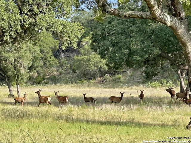 TBD-LOT 42 Blackbuck Pipe Creek, TX 78063
