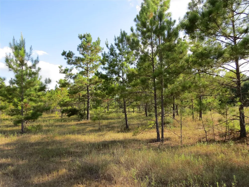 2176 Bambi Court Cleveland, TX 77328