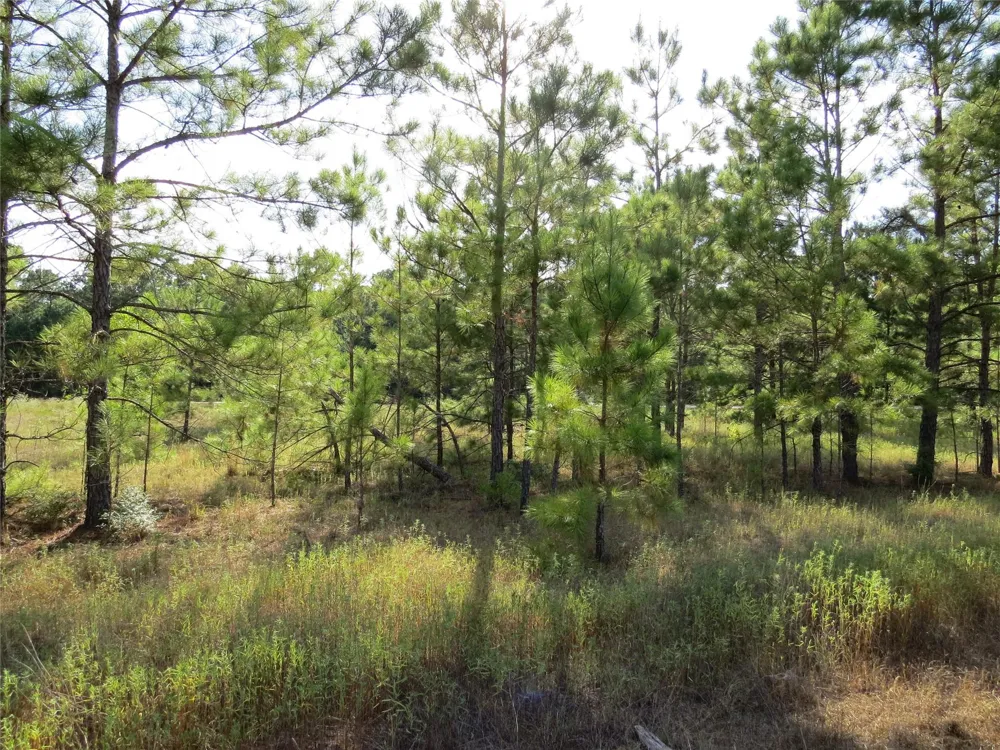 2176 Bambi Court Cleveland, TX 77328