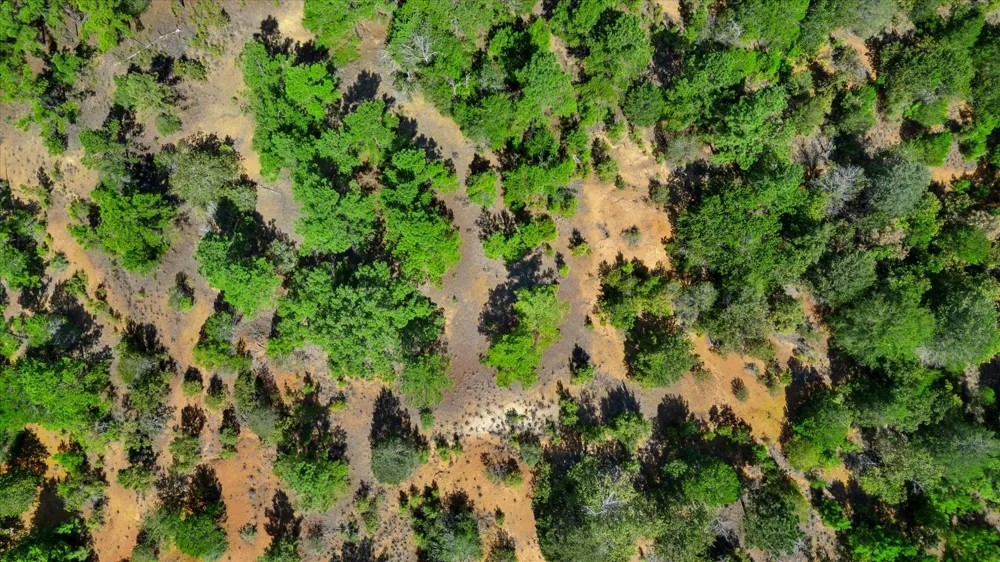 Fcr 255 Fairfield, TX 75840