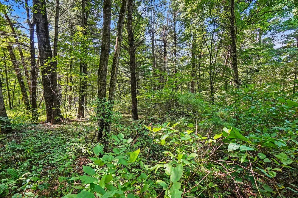 1 Mile Road Morley, MI 49336